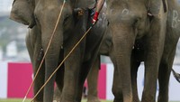 Sejumlah gajah ikut andil dalam pertandingan amal di turnamen King Cup Elephant Polo. Jorge Silva/Reuters.