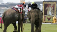 Bersama para penunggangnya para gajah ini berebut bola dalam pertandingan polo Kings Cup Elephant Polo. Jorge Silva/Reuters.