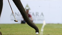 Mengguakan belalainya seekor gajah ikut bermain dalam turnamen Kings Cup Elephant Polo, disebuah resor di tepi sungai Bangkok. Jorge Silva/Reuters.