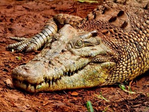 Kota di Queensland ini Jadikan Burung Kutilang Pakan Buaya