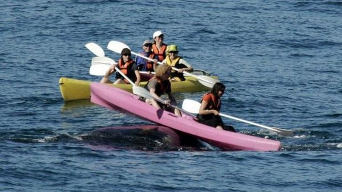 Lagi Asyik Main Kayak, Malah Didorong Ikan Paus!