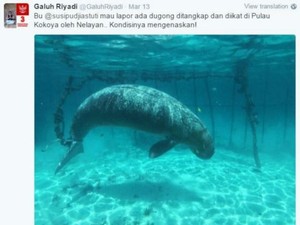 Lihat Ikan Dugong Terjebak di Morotai, Diver Mengadu ke Menteri Susi