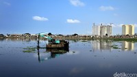 Petugas kebersihan membersihkan sampah dan eceng gondok di kawasan Waduk Pluit, Jakarta Utara.