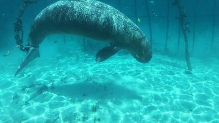 Dugong ditangkap di Pulau Kokoya