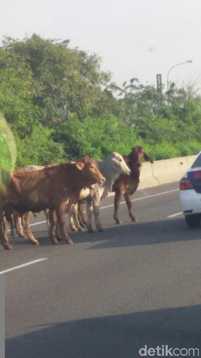 Hati-hati Ada Sapi Masuk Tol di Cikarang