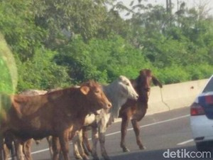 Picu Kecelakaan Karambol di Tol Sragen, 5 Sapi Mati Tertabrak