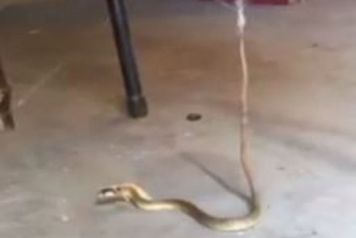 Video: Aksi Ular Berbisa Lepaskan Diri dari Jeratan Jaring Laba-Laba