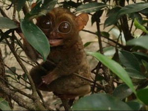 Tarsius, Monyet Hantu Purba Sekepalan Tangan