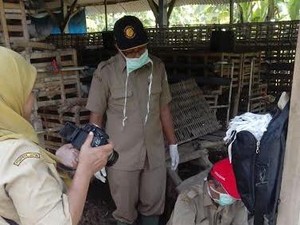 Kasus Flu Burung Meningkat, Ditengarai karena El Nino