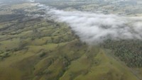 Kawasan hinterland di Gold Coast adalah kawasan yang penuh dengan perternakan dan hutan. Lihatlah, sapi-sapi ini terlihat kecil sekali bukan? (Afif/detikTravel)