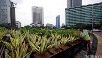 Taman dipinggiran Bundaran HI dipasang pot berisikan beraneka ragam jenis bunga. 