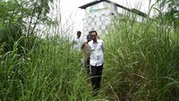 Jokowi menyelusuri lahan proyek yang ditumbuhi ilalang.