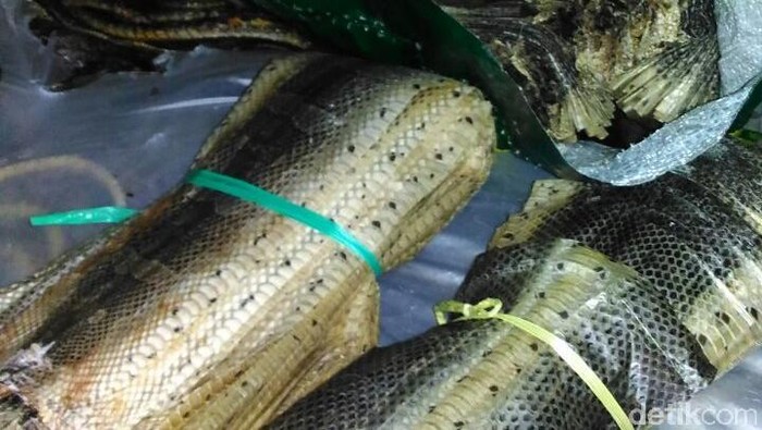 Ratusan Ular Awetan Tanpa Dokumen Karantina Disita di Bakauheni