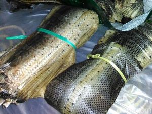 Ratusan Ular Awetan Tanpa Dokumen Karantina Disita di Bakauheni