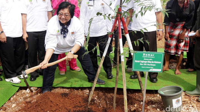 Menteri Siti Harap Hutan Rakyat Bermanfaat Bagi Lingkungan dan Ekonomi Warga