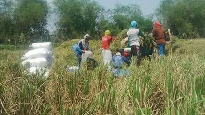 Curah Hujan Tinggi, Harga Gabah Petani Turun Hingga Rp 3.200/Kg