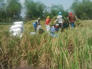 Curah Hujan Tinggi, Harga Gabah Petani Turun Hingga Rp 3.200/Kg