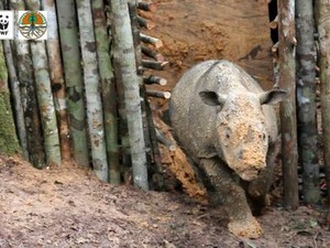Najag, Badak Sumatera yang Ditemukan di Kutai Barat Mati