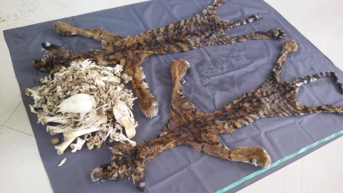 2 Penjual Kulit Harimau di Aceh Divonis Masing-masing 4 Tahun