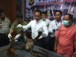 Penjual dan Agen Kulit Harimau di Aceh Dibekuk Polisi, Pemilik Melarikan Diri