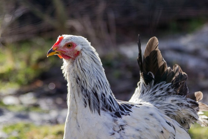 Ilustrasi ayam
