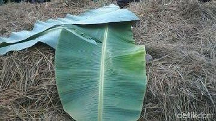 Pembunuh Wanita yang Ditemukan di Tumpukan Jerami Dibekuk