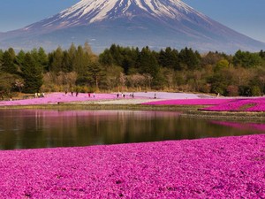 Jepang yang Tidak Hanya Cantik Saat Musim Sakura