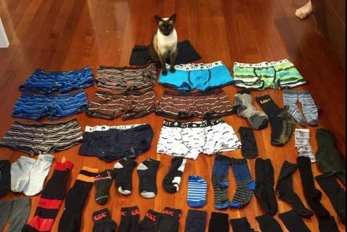 Kisah Kucing di Selandia Baru yang Suka Mencuri Celana Dalam Pria