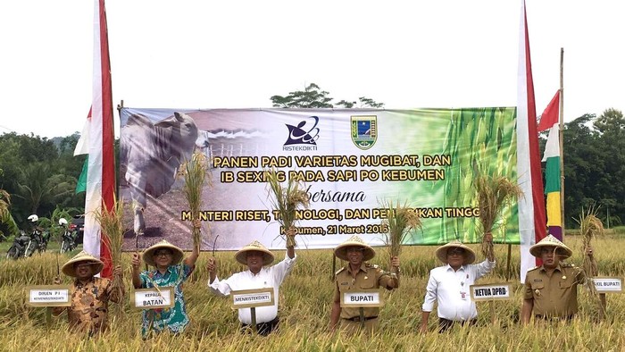 Kemristek Dikti dan BATAN Kembangkan Padi Mugibat Hasil Iradiasi Nuklir