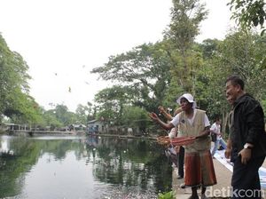 Air akan Diambil Proyek PAM 5 Daerah, Debit Umbulan Terus Menyusut
