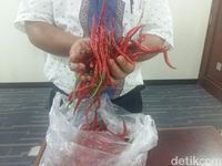 Masalah Klasik Harga Cabai Mahal, Ini Solusinya