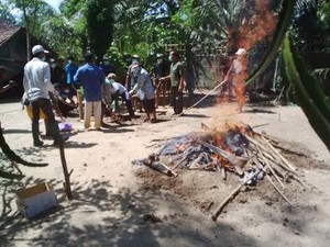 Ribuan Unggas Mati, Dinas Peternakan: Wabah Flu Burung di Banyuwangi Dilokalisir