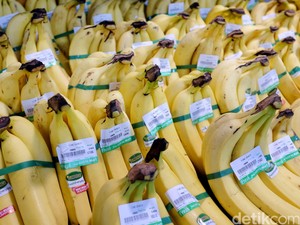 Akibat Wabar Jamur, Pisang Cavendish atau Ambon Putih Terancam Punah