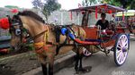 Delman Masih Eksis di Era Transportasi Online