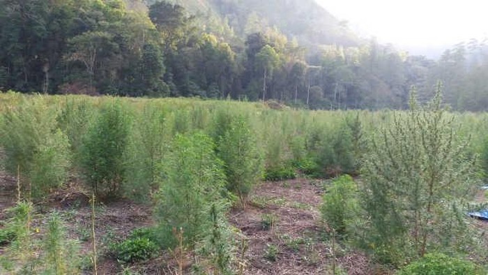 Satelit LAPAN Tangkap Titik Ladang Ganja Seluas 3 Hektar di Aceh