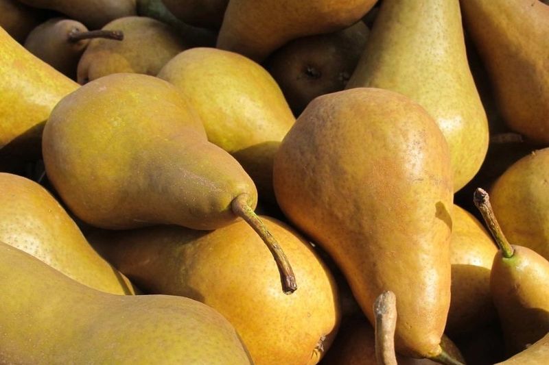 Pencuri Gasak Lima Ton Buah Pir di Australia Tanpa Ketahuan