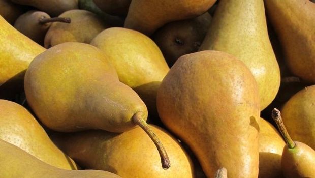 Pir tinggi kandungan antioksidan sehingga baik untuk kekebalan tubuh