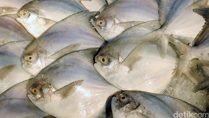 Ikan Segar Ikan segar siap olah