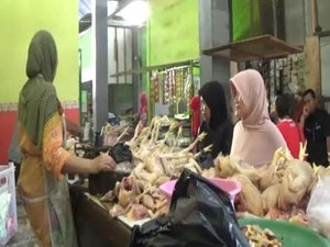 Omzet Penjual Ayam Potong di Lamongan Turun 50 Persen