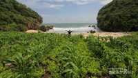 Pantai Kayu Arum berukuran kecil yang diapit oleh dua tebing ini berada di Desa Kanigoro, Kecamatan Saptosari. Tepatnya dekat dengan lokasi Baron Techno Park. Untuk dapat sampai di pantai mungil tersebut, pengunjung harus menyusuri ladang warga sekitar 4 kilometer atau 30 menit perjalanan (Foto: Tirta Periwtasari/dTraveler)