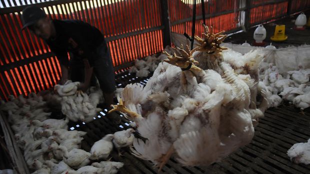 Flu burung mulai menghantui Eropa