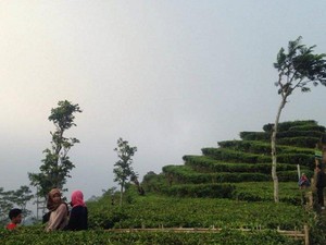 Bukan Lembang, Ini Kebun Teh Cantik di Kulonprogo