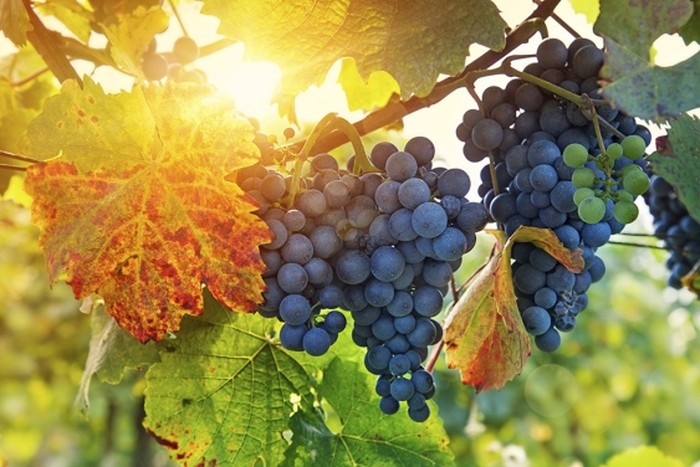 kebun anggur untuk nantinya diolah menjadi wine