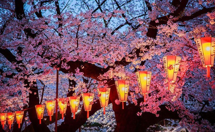 Cantiknya Bunga Sakura Dalam Bidikan Kamera