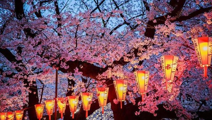 Deretan fotografi bunga sakura