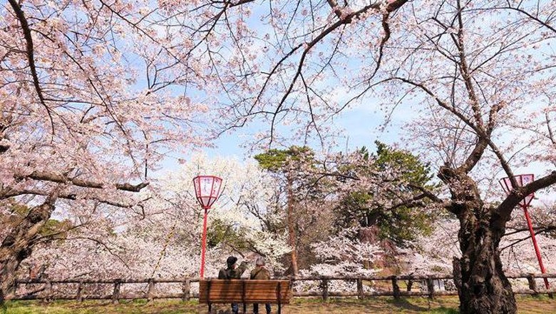 Bikin Kaget Bunga  Sakura  di Jepang Bermekaran Saat Musim 