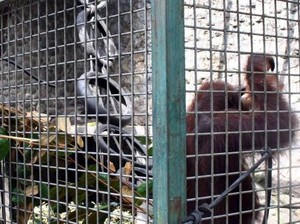 Belajar Cinta Fauna di Pusat Penyelamatan Satwa Yogyakarta