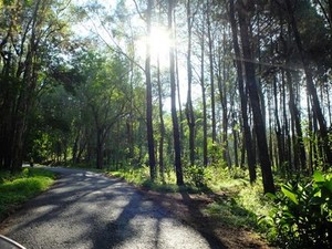 Hutan Romantis Ala Film Twilight Ada di Bantul