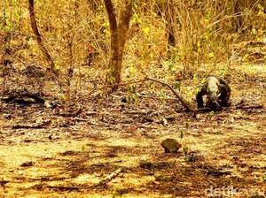 Berhadapan dengan Naga Purba di Pulau Rinca, Mendebarkan!