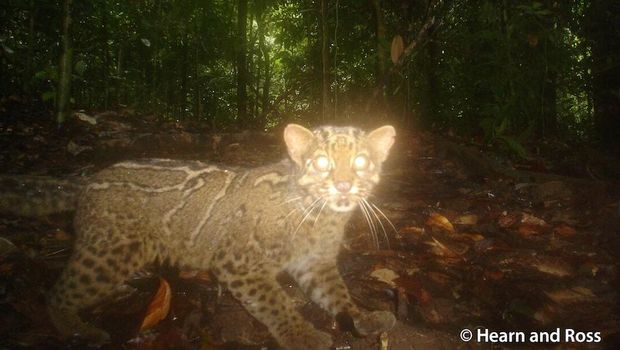 kucing batu kucing batu